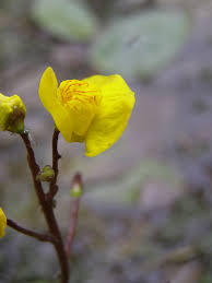 Attēlu rezultāti vaicājumam “Utricularia x neglecta flower”
