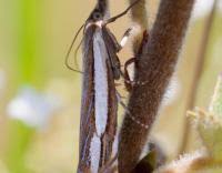 Attēlu rezultāti vaicājumam “Crambus silvella”