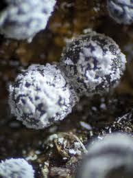 Attēlu rezultāti vaicājumam “Didymium verrucisporum”