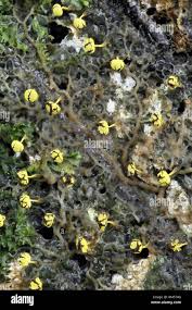 Attēlu rezultāti vaicājumam “Physarum viride var. aurantium”