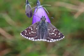 Attēlu rezultāti vaicājumam “Pyrgus serratulae upperside”