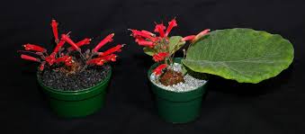 Image result for Sinningia