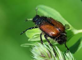 Attēlu rezultāti vaicājumam “Phyllopertha horticola imago”