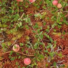 Attēlu rezultāti vaicājumam “Oxycoccus leaf”