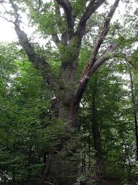 Attēlu rezultāti vaicājumam “Hapalopilus croceus”