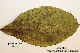 Attēlu rezultāti vaicājumam “Tranzschelia pruni-spinosae”