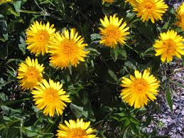 Image result for Inula hirta