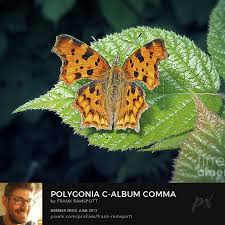 Attēlu rezultāti vaicājumam “Polygonia c-album”