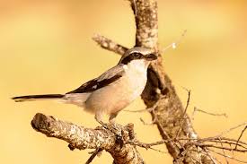 Attēlu rezultāti vaicājumam “Lanius excubitor”