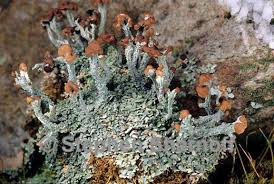 Attēlu rezultāti vaicājumam “Cladonia phyllophora”