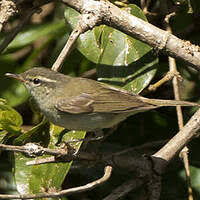 Attēlu rezultāti vaicājumam “Phylloscopus trochiloides adult”