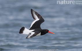 Attēlu rezultāti vaicājumam “Haematopus ostralegus”