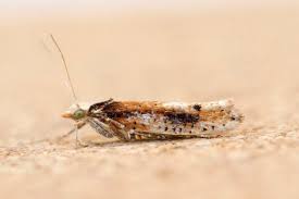 Attēlu rezultāti vaicājumam “Ypsolopha parenthesella”