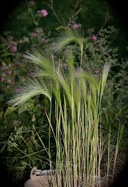 Attēlu rezultāti vaicājumam “Hordeum jubatum”