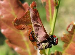 Attēlu rezultāti vaicājumam “Attelabus nitens”