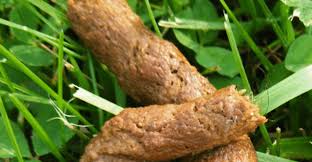 Image result for cestoda excrement dog