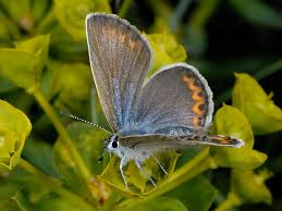 Attēlu rezultāti vaicājumam “Plebejus idas”