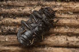 Attēlu rezultāti vaicājumam “Bolitophagus reticulatus imago”