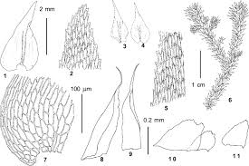 Attēlu rezultāti vaicājumam “Rhytidiadelphus triquetrus sporophyte”