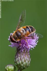 Attēlu rezultāti vaicājumam “Eristalis sp.”