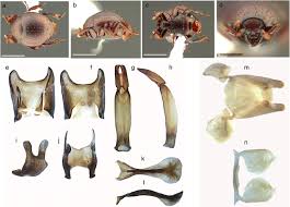 Attēlu rezultāti vaicājumam “Anthrenus sp. imago”