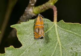 Attēlu rezultāti vaicājumam “Olethreutes arcuella”