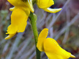 Attēlu rezultāti vaicājumam “Lentibulariaceae”