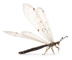 Attēlu rezultāti vaicājumam “Myrmeleontidae imago”