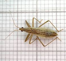 Attēlu rezultāti vaicājumam “Nabis limbatus”