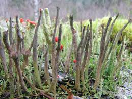 Attēlu rezultāti vaicājumam “Cladonia cornuta”
