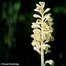 Attēlu rezultāti vaicājumam “Neottia nidus-avis”