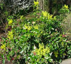 Attēlu rezultāti vaicājumam “Mahonia aquifolium”