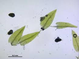 Attēlu rezultāti vaicājumam “Pohlia bulbifera”