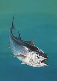 Image result for Thunnus thynnus