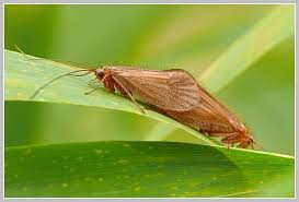 Attēlu rezultāti vaicājumam “Chaetopteryx villosa”