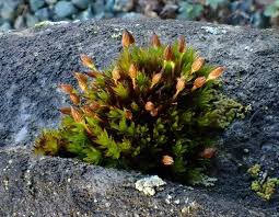 Attēlu rezultāti vaicājumam “Orthotrichum speciosum”