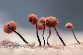 Attēlu rezultāti vaicājumam “Cribraria cancellata var. fusca stalked”