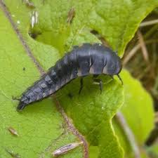 Attēlu rezultāti vaicājumam “Silpha sp.”