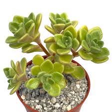 Image result for Aichryson