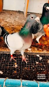 Image result for Meridian Racing Pigeon Lofts