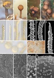 Attēlu rezultāti vaicājumam “Badhamia lilacina sessile”