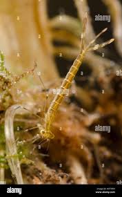 Attēlu rezultāti vaicājumam “Lestes sponsa”