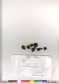 Attēlu rezultāti vaicājumam “Cynodontium strumiferum”