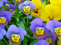 Image result for Viola cornuta