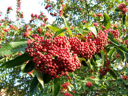 Attēlu rezultāti vaicājumam “Cotoneaster multiflorus fruit”