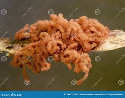 Attēlu rezultāti vaicājumam “Arcyria minuta stalked”