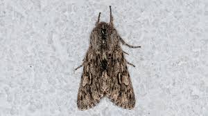 Attēlu rezultāti vaicājumam “Brachionycha nubeculosa”