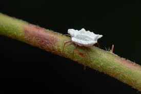 Attēlu rezultāti vaicājumam “Orthezia urticae”