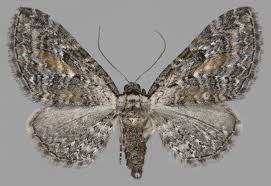 Attēlu rezultāti vaicājumam “Eupithecia icterata”