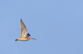 Attēlu rezultāti vaicājumam “Numenius arquata adult”